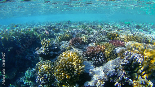 underwater world  colored corals and fish  marine inhabitants of the Red Sea