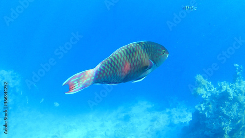 Fototapeta Naklejka Na Ścianę i Meble -  close up of colored fish, underwater world of the Red Sea, corals and reefs