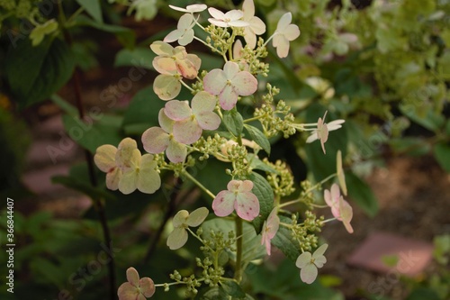 blushing hydrangea