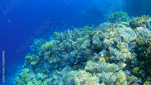 underwater world  colored corals and fish  marine inhabitants of the Red Sea
