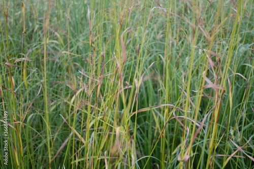 prairie grasses