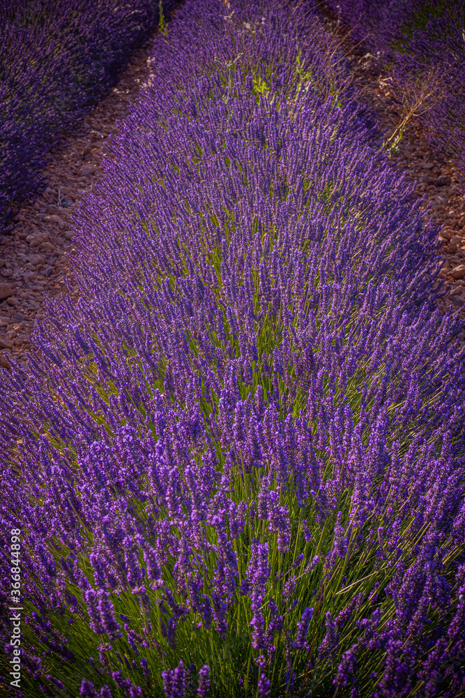 Famous lavender fields in France Provence - travel photography