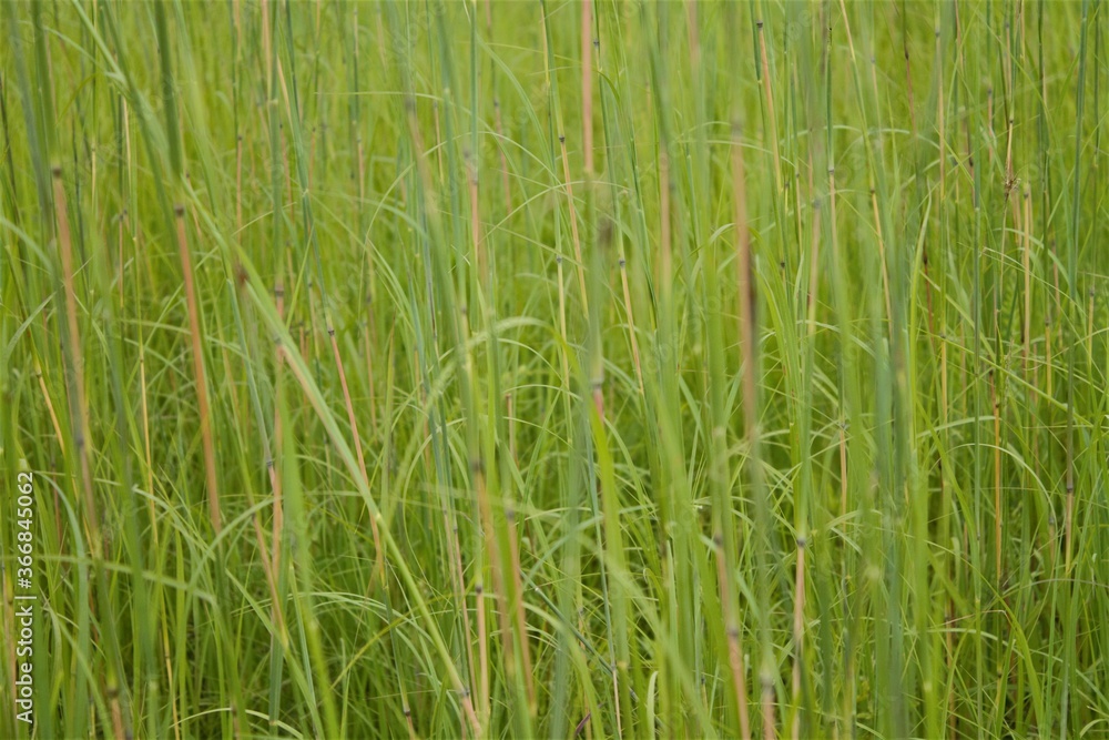 rainbow prairie grass rainbow prairie grass