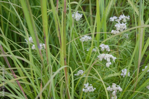 snowdrops in the grass