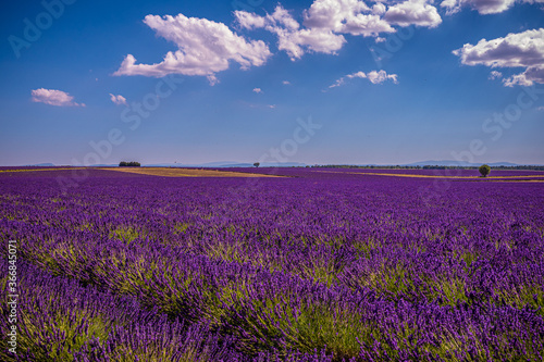 Landscape of the Plains of Valensole in the Provence