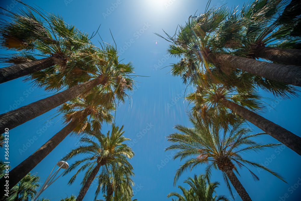 Obraz premium Palm Trees against a blue sky - perfect holiday feeling