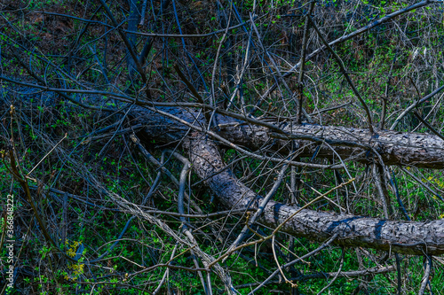 Fallen tree with tangled branches