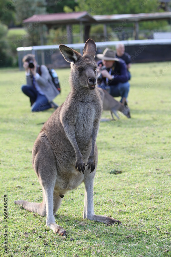 Eastern grey kangaroo standing on hind legs at zoo

