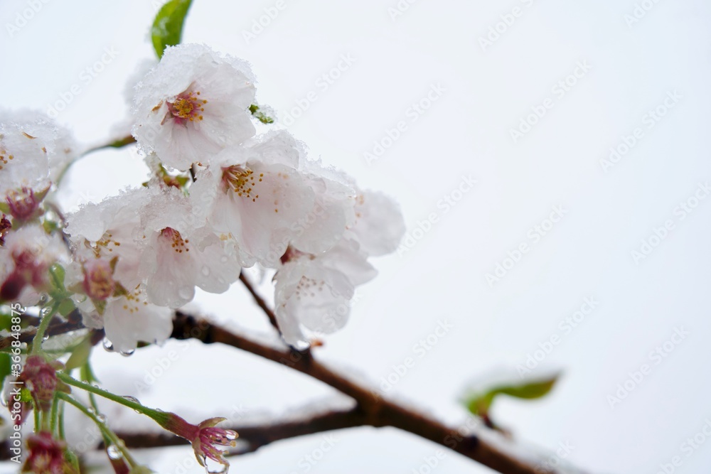 桜に季節外れの雪 桜に季節外れの雪