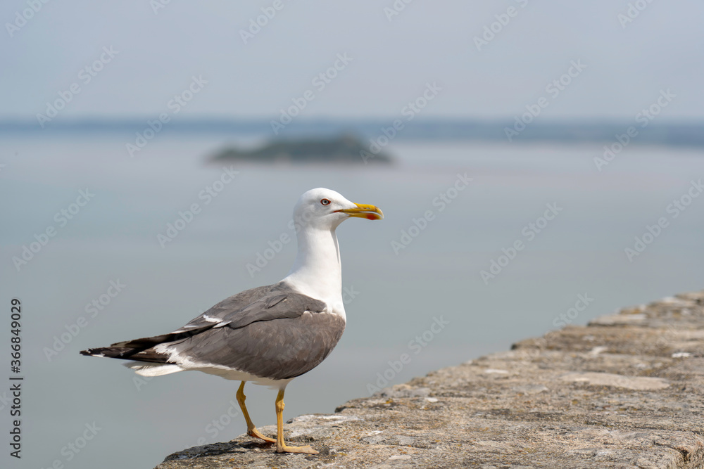 Big fat seagull sitting on wall in castle in Europe
Big fat seagull sitting on wall in castle in Europe