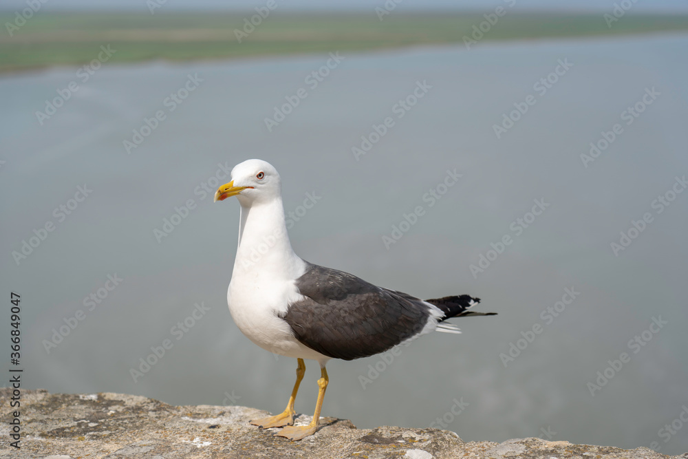 seagull on a wall with water views in background
seagull on a wall with water views in background