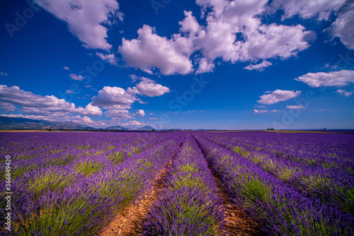 The lavender fields of Valensole Provence in France - travel photography