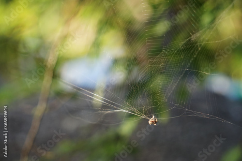 The spider web in my garden