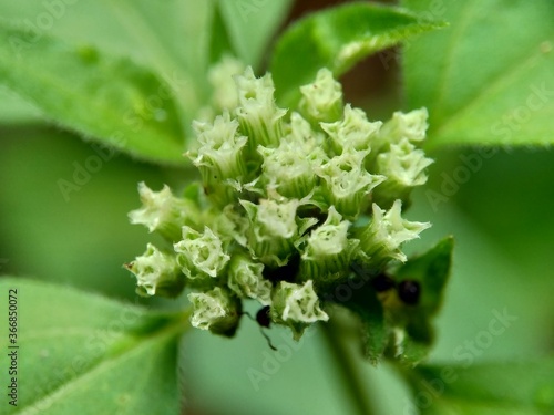 Macro shot Chromolaena odorata (minjangan, Siam weed, Christmas bush, devil weed, floss flower, triffid) flower. Weeds green in the nature background. Soil fertility destroyer plants. photo