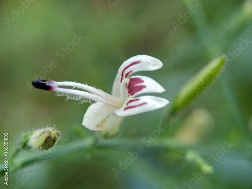 Close up green Andrographis paniculata (creat, sambiloto, green chireta) in the nature. It is an annual herbaceous plant in the family Acanthaceae. Herbs medicine with bitter taste. photo