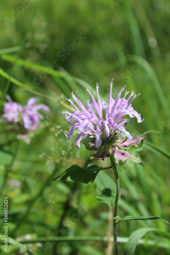 Wild bergamot bloom at Linne Woods in Morton Grove  Illinois