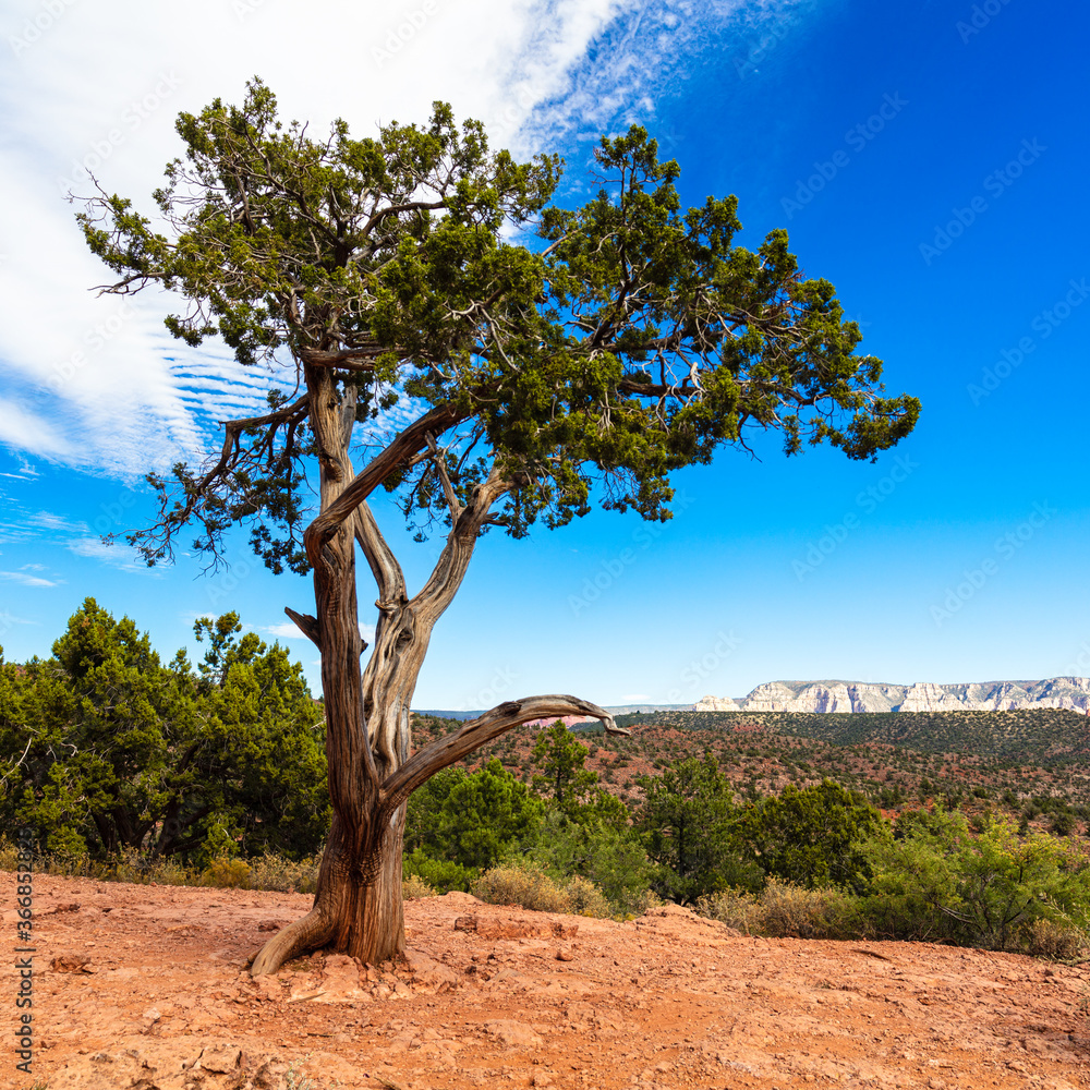 Arizona desert landscape of Sedona with a juniper tree Arizona desert landscape of Sedona with a juniper tree