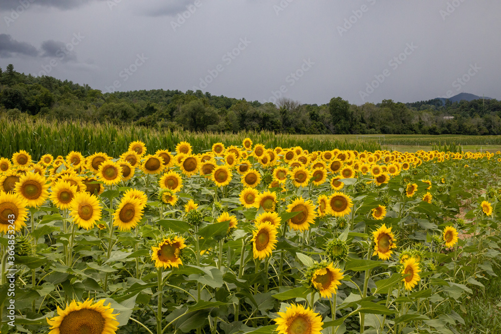 Obraz premium Sunflowers