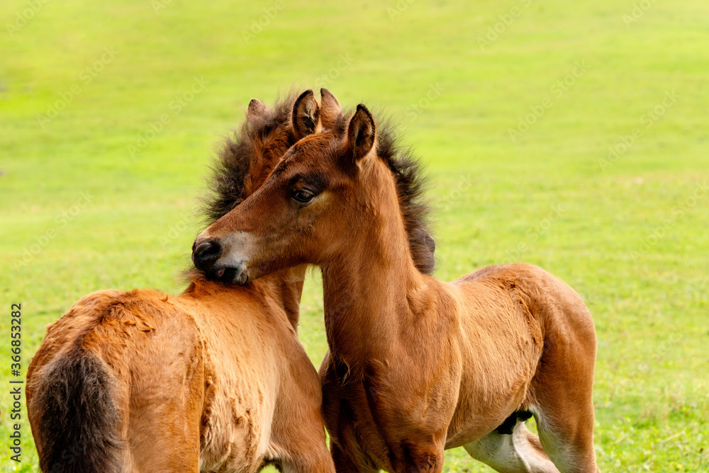 Obraz premium 与那国馬