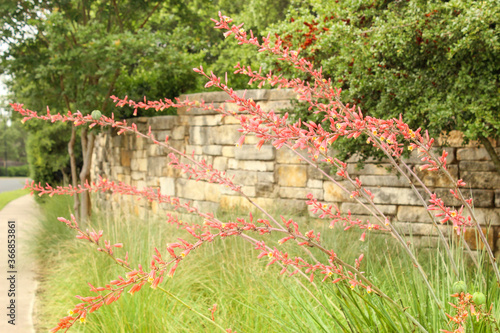 Red Yucca Plant, Red Hesperaloe, fills image with many stalks and flowers, background stone wall