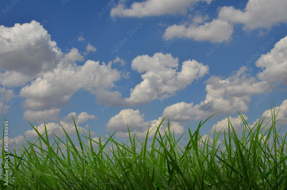 Fototapeta premium White clouds in blue sky over green grass field