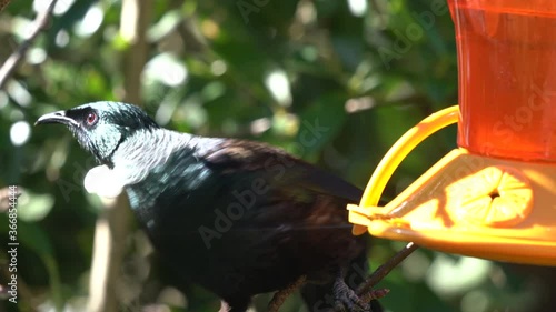 A Tui Bird on a sugar feeder in New Zealand