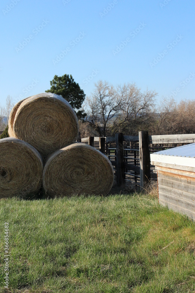 Rolls of hay