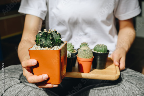 Woman holding Gymnocalycium with group collection of various cactus in different pots. Cactus are not flowers, but the areoles which are sort of branches are what give rise to the flowers. photo