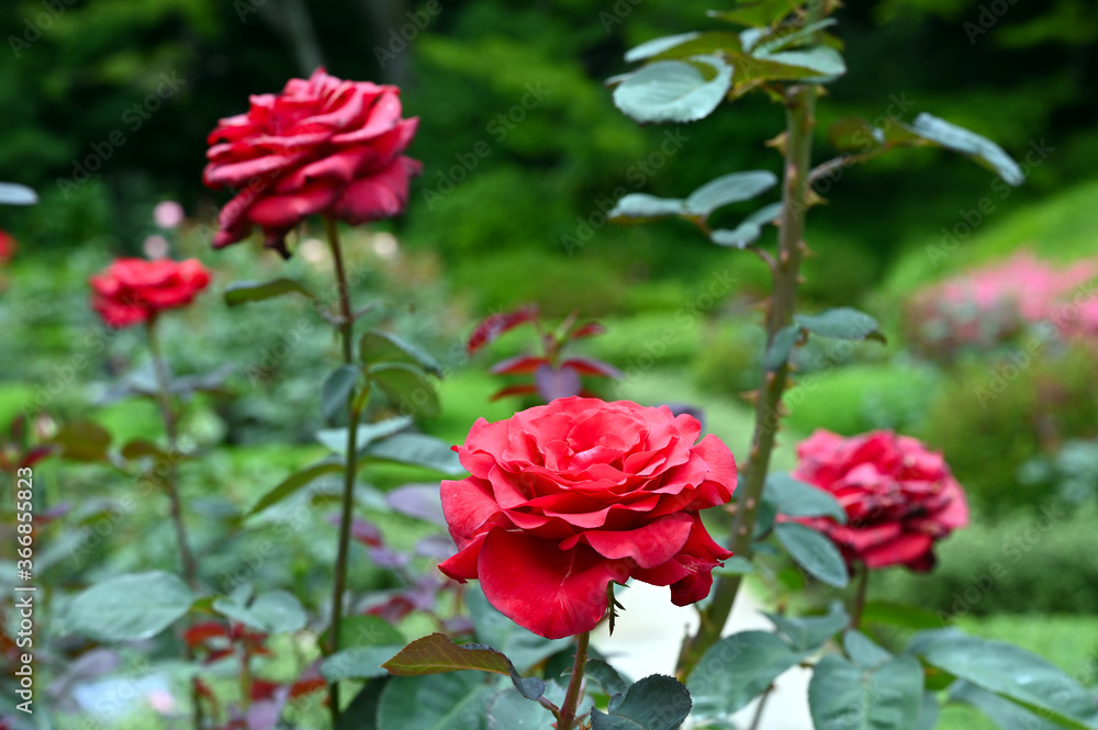 東京の梅雨の風景　旧古河庭園の庭園で咲く赤色のバラの花　カーディナル
