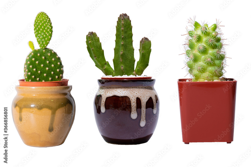 Set of cactus on a white background Set of cactus on a white background