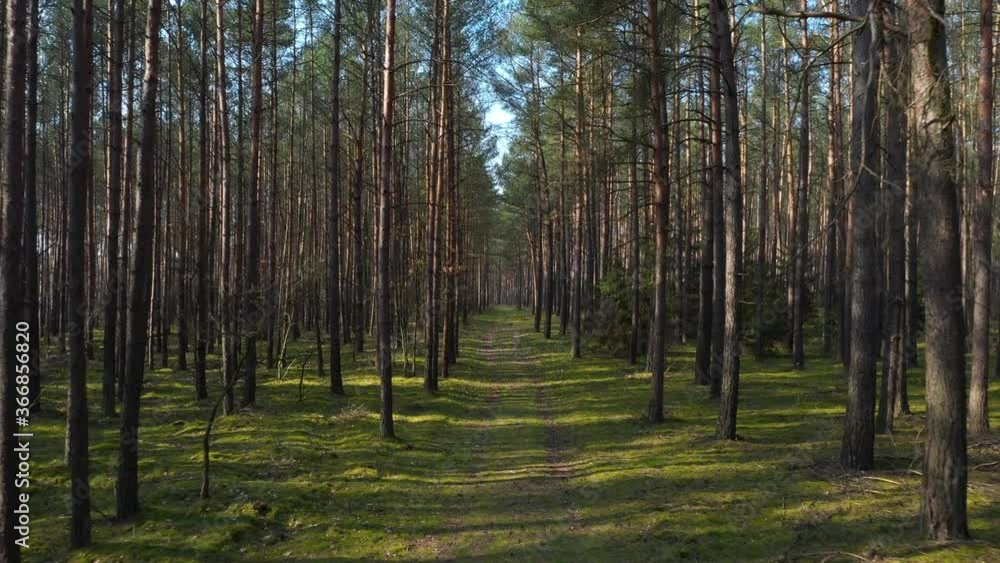 Endless haunted mysterious forest flying with drone Endless haunted mysterious forest flying with drone