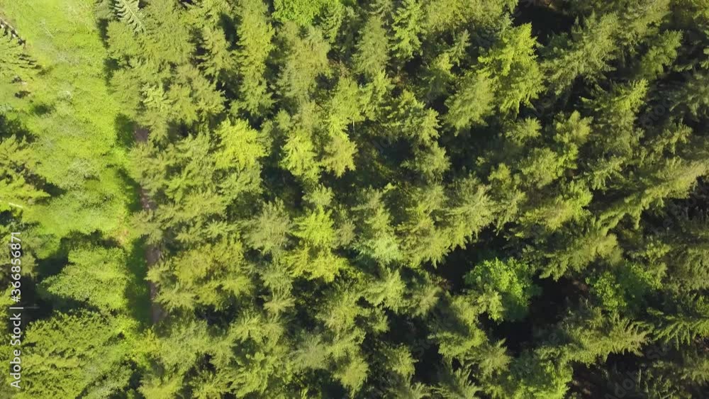 Rising up above the trees in castle neroche Forrest, Somerset, United Kingdom.