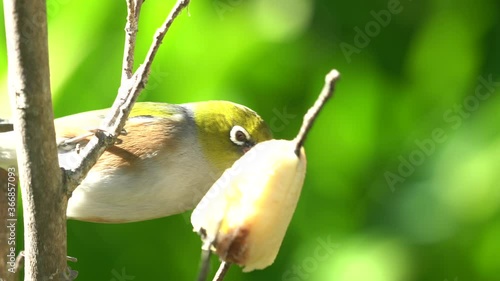 Close up of a Wax eye also known as a silver eye or white eye bird in New Zealand feeding on a banana