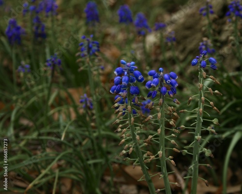 blue flowers in the garden