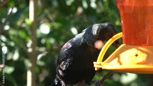 A Tui Bird on a sugar feeder in New Zealand	
