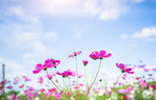 cosmos flower blooming in the field under sunshine