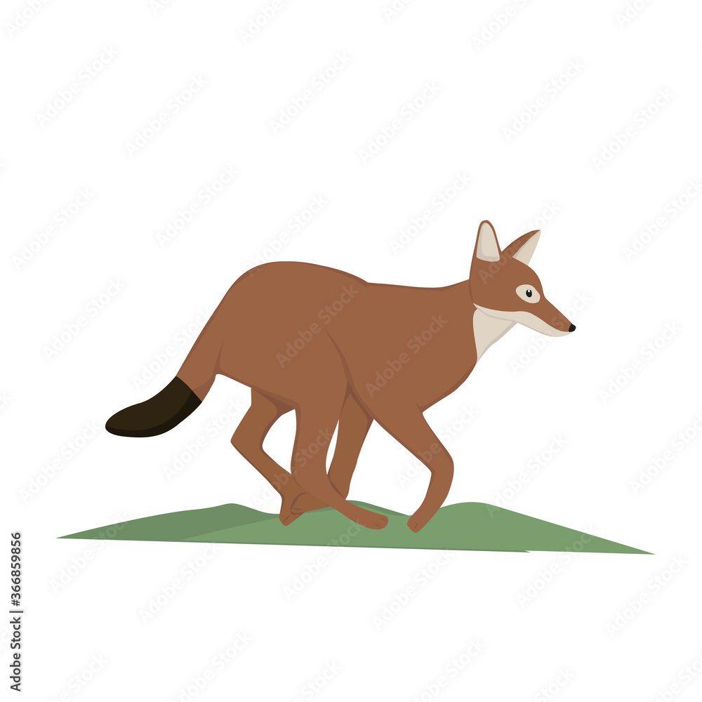  Ethiopan wolf Illustration