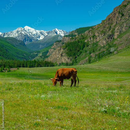 Brown cow in the meadow against the background of snow-capped mountains