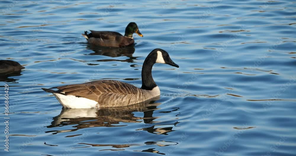 Canada goose, Branta canadensis and mallards swimming on a lake Canada goose, Branta canadensis and mallards swimming on a lake