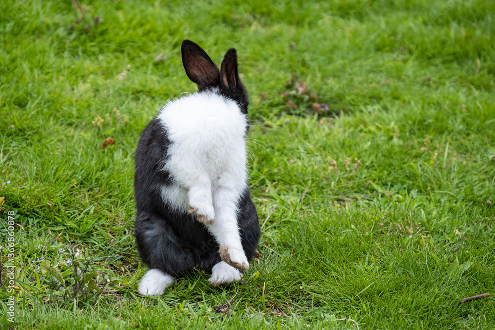 cute black rabbit with white chest and front legs sitting on green grass field licking its back cute black rabbit with white chest and front legs sitting on green grass field licking its back