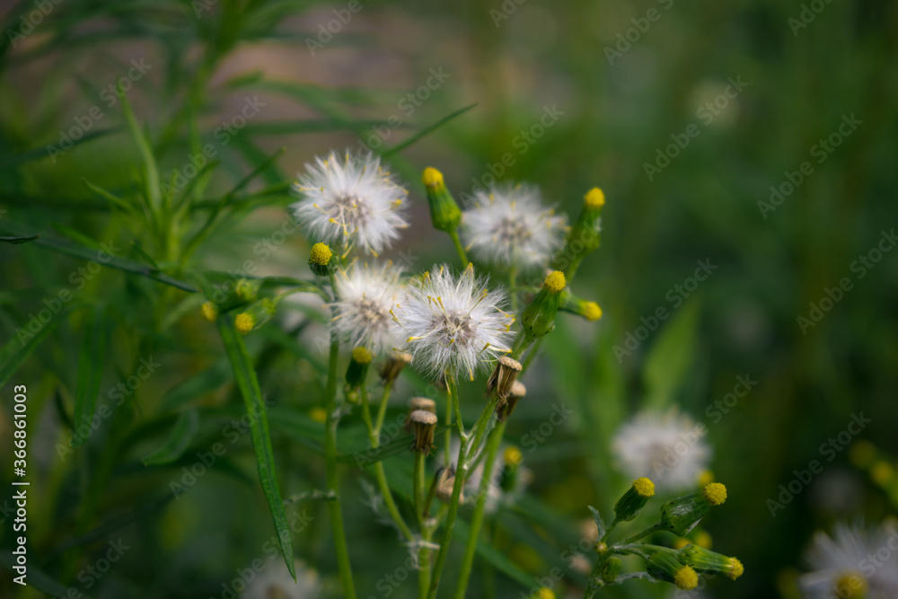 Fluffy dandelions and buds in the meadow Fluffy dandelions and buds in the meadow