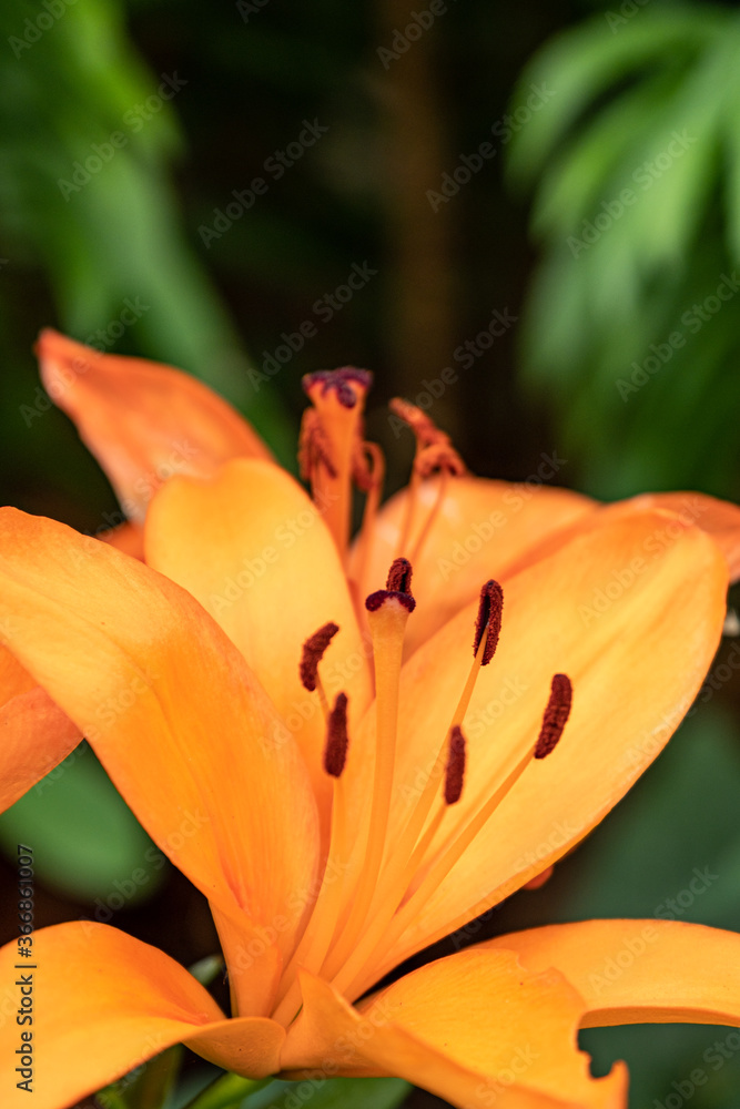 close up of a beautiful orange lily flower blooming under the shade close up of a beautiful orange lily flower blooming under the shade