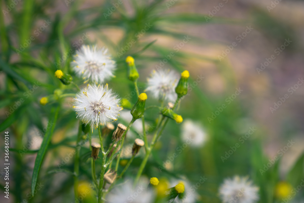 Fluffy dandelions and buds in the meadow Fluffy dandelions and buds in the meadow