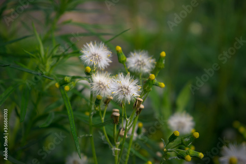 Fluffy dandelions and buds in the meadow
