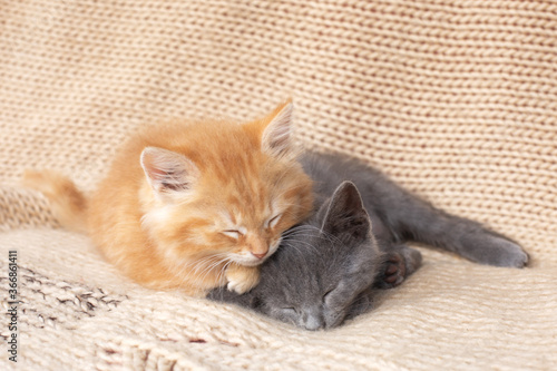 Two Cute tabby kittens on knitted blanket.