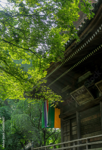 埼玉県春日部市小渕にある古い寺の屋根の一部と新緑。2020年5月17日。 © pict-japan
