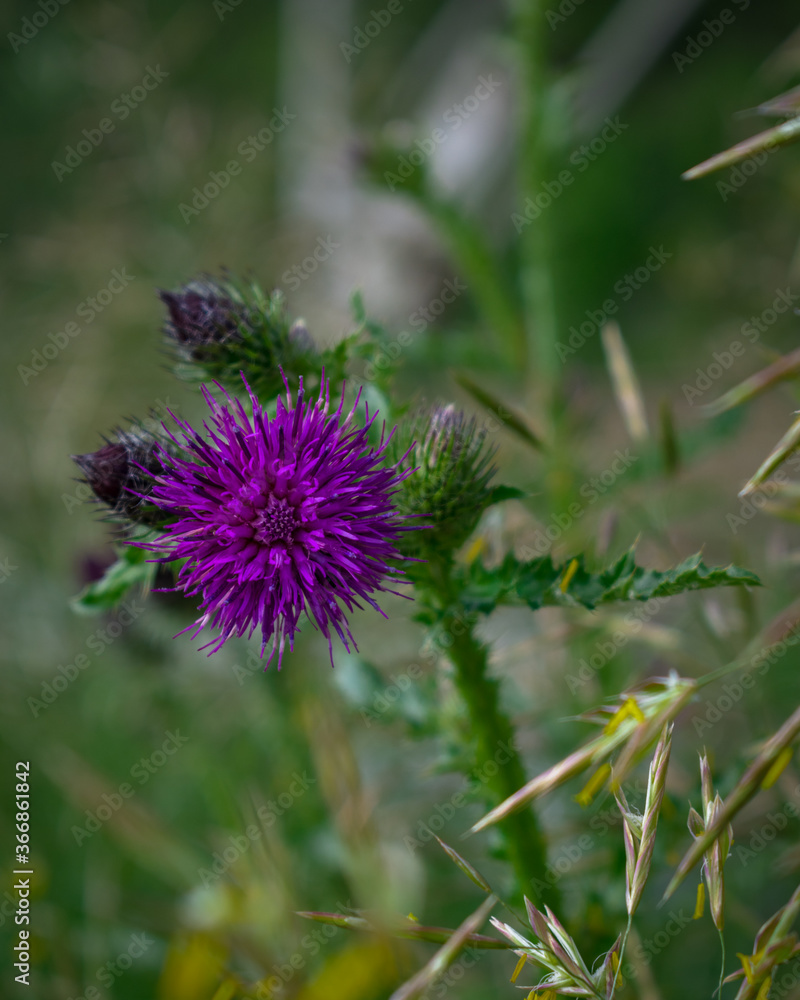 Thistle on a green background of a summer meadow Thistle on a green background of a summer meadow