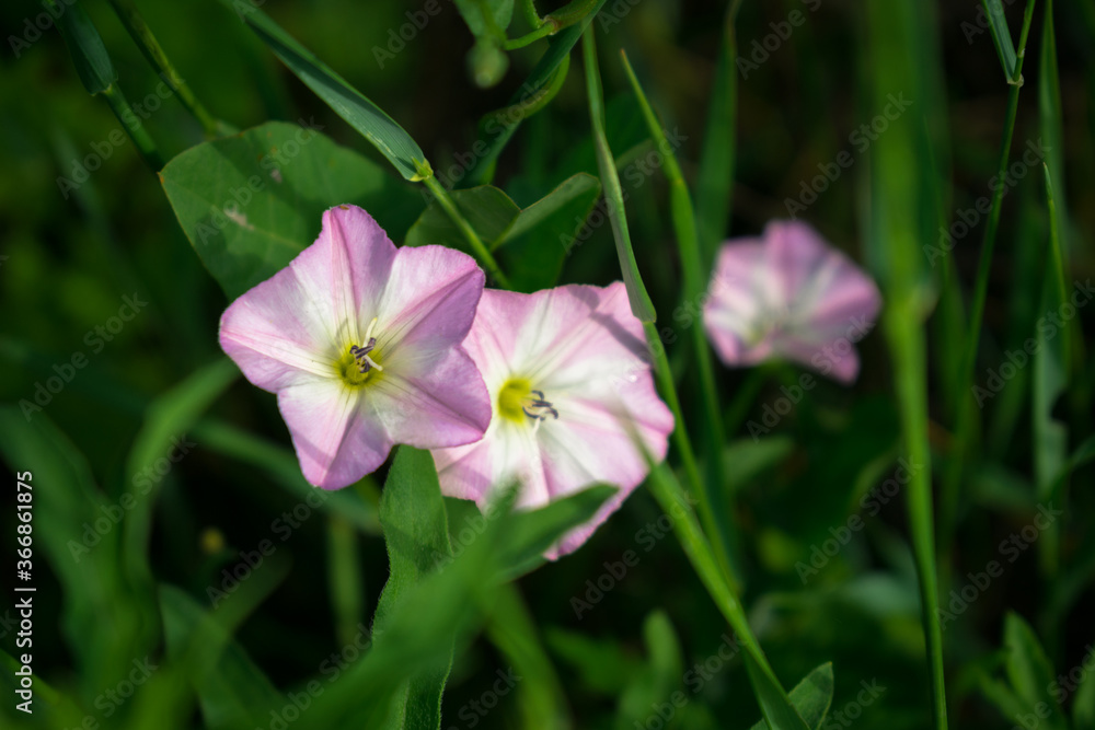 pink and white spring flowers pink and white spring flowers