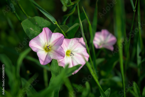 pink and white spring flowers