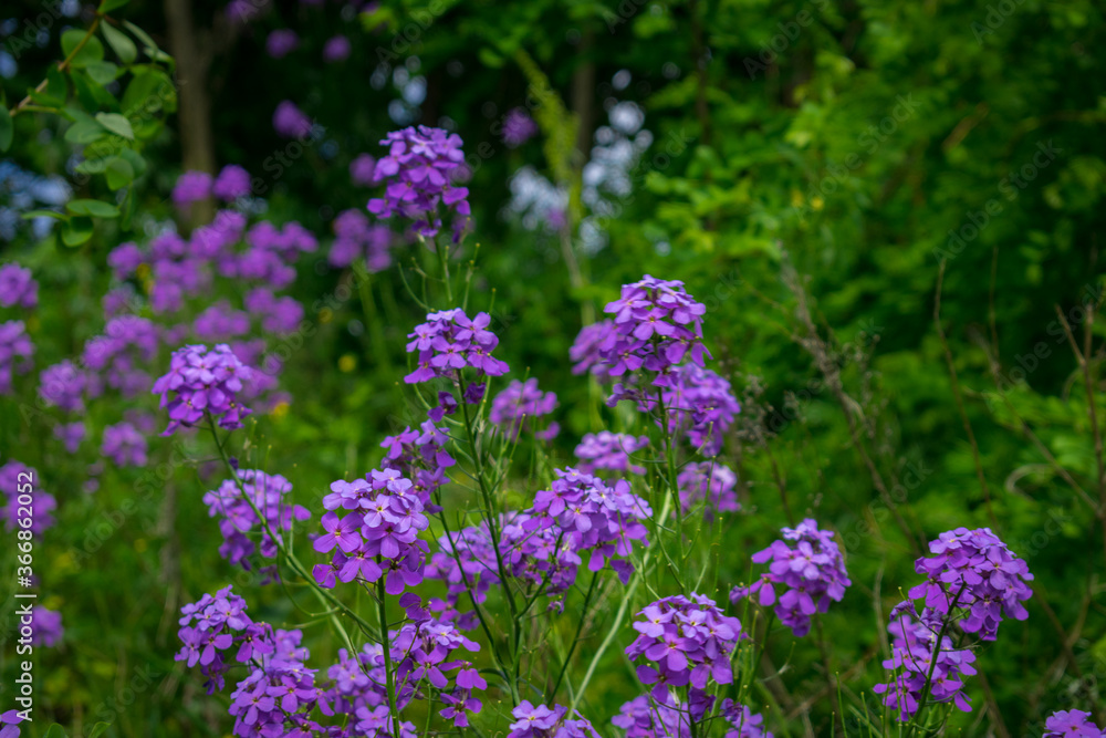 Lilac-lilac flowers in the summer garden Lilac-lilac flowers in the summer garden